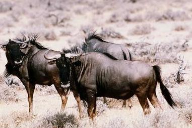  [photo of Gnus] 